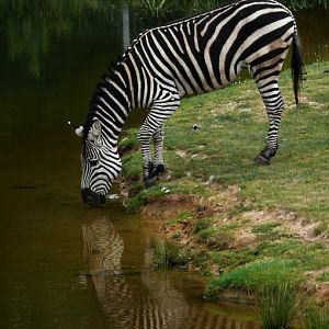 Grant zebra