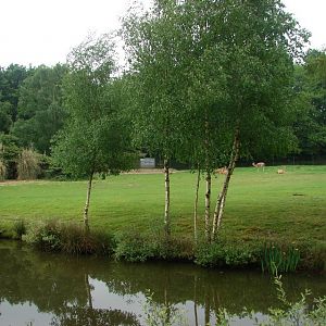 Future somali wild ass exhibit (planned for 2012)