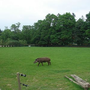 South american paddock