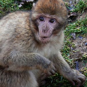 Barbary macaque