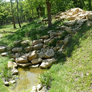 Barbary macaque exhibit