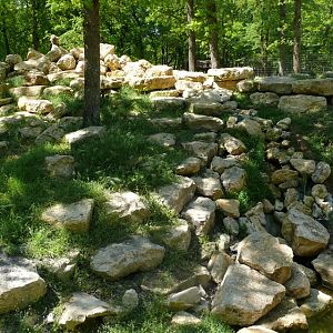 Barbary macaque exhibit