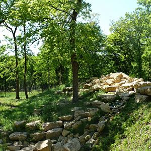 Barbary macaque exhibit