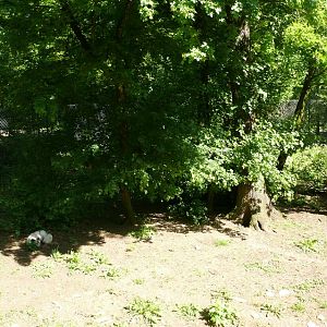 Arctic foxes exhibit