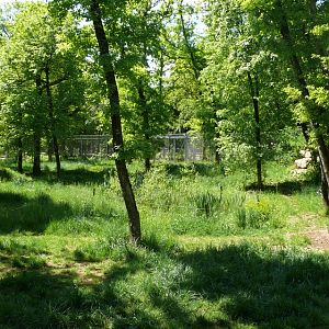 European grey wolves exhibit