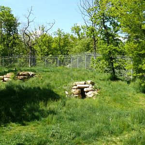 European grey wolves exhibit
