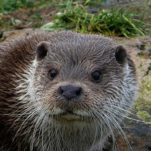 European otter