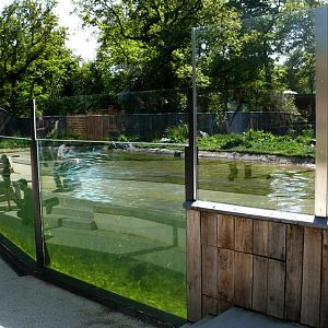 European otter exhibit