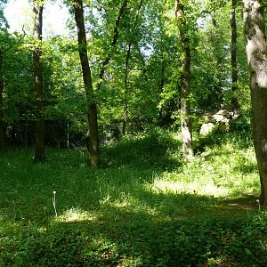 European lynx exhibit