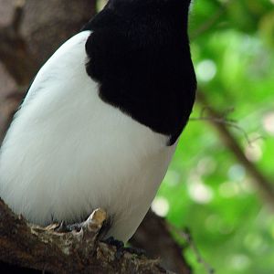Unknown Bird (Jungle World, Bronx Zoo)