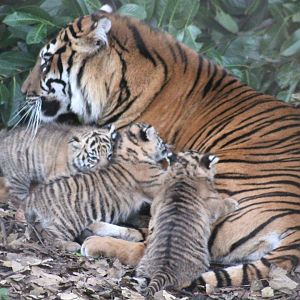 Kirana and her cubs