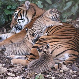 Kirana and her cubs