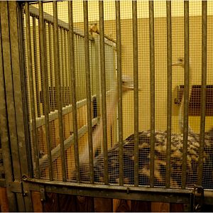 Africa-house at Hamburg