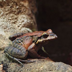 Barcelona Zoo - Giant Ditch Frog (Leptodactylus fallax)