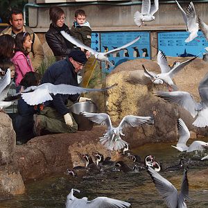 Barcelona Zoo - Humboldt Penguin feeding