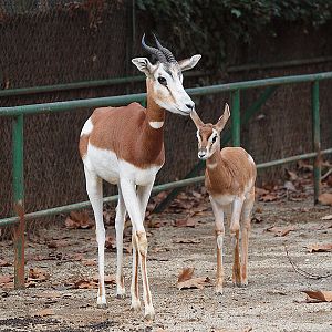 Barcelona Zoo - Dama Gazelle calf