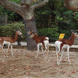 Barcelona Zoo - Dama Gazelle