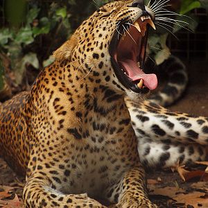 Barcelona Zoo - Sri-Lanka Leopard