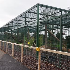 Amur Leopard enclosure, Tayto Park