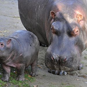 Baby Hippo in Dublin Zoo