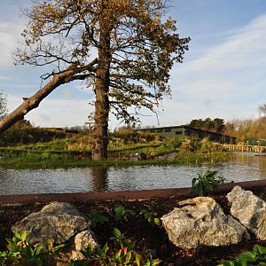 New Gorilla Habitat in Dublin Zoo