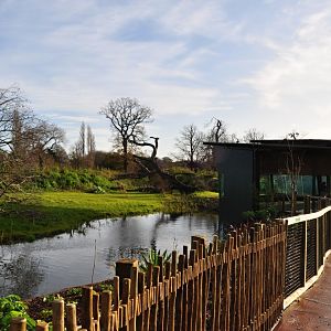 New Gorilla Habitat in Dublin Zoo