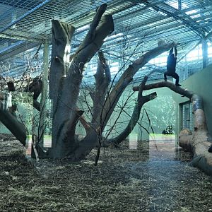 New Gorilla Habitat in Dublin Zoo