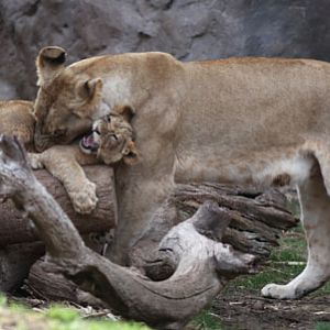 mom and cub wrestling