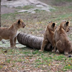 three cubs