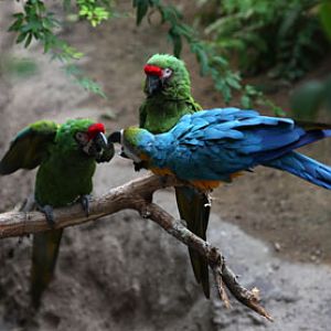 macaws having a discussion
