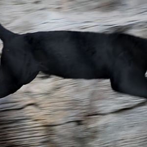 leaping jaguar (black)