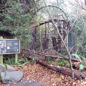Great Gray Owl Exhibit