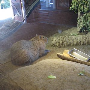 Capybara