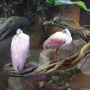 Roseate Spoonbill
