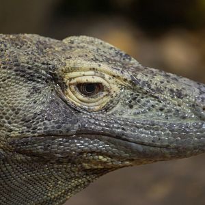 Komodo dragon, 20/11/11