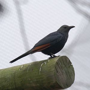 Red-winged starling, 20/11/11