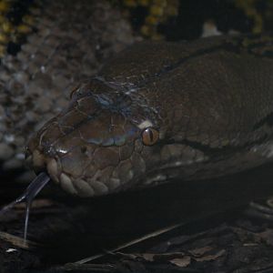 Reticulated python, 20/11/11