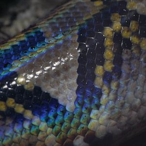Reticulated python sheen, 20/11/11