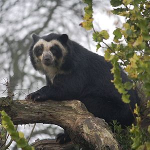 Spectacled bear, 20/11/11