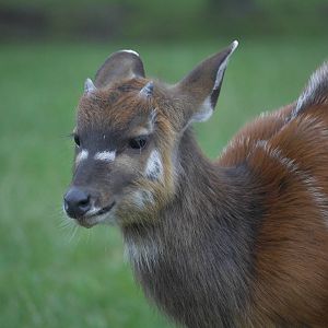 Young male sitatunga, 20/11/11