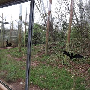 Sumatran tiger enclosure at South Lakes WAP 26/11/11