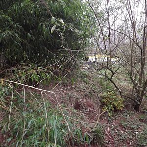 Raccoon enclosure at South Lakes WAP 26/11/11