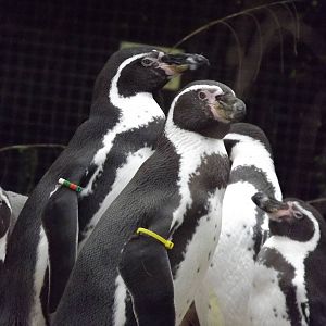 Humboldt penguins at South Lakes WAP 26/11/11