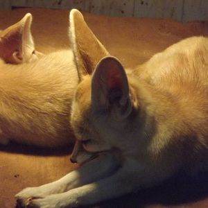 Fennec fox at South Lakes WAP 26/11/11