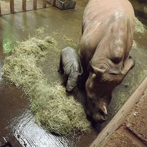 Indianna and Ntombi the Southern white rhinos at South Lakes WAP 26/11/11