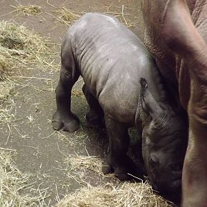 Indianna the Southern white rhino at South Lakes WAP 26/11/11