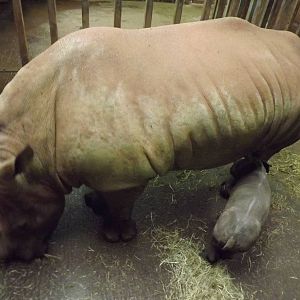 Ntombi and Indianna the Southern white rhinos at South Lakes WAP 26/11/11