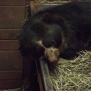 Snoopy the Andean Bear at South Lakes WAP 26/11/11