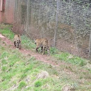 Big cat species at South Lakes WAP 26/11/11