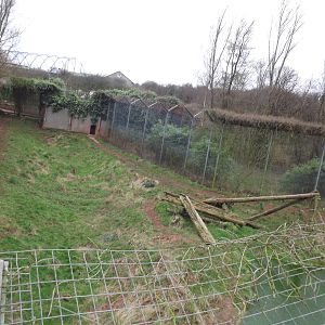 Big cat enclosures at South Lakes WAP 26/11/11